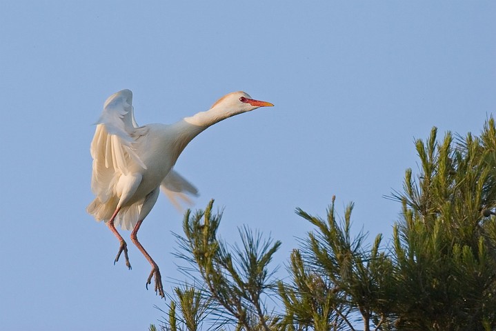 Kuhreiher Bubulcus ibis Cattle Egret